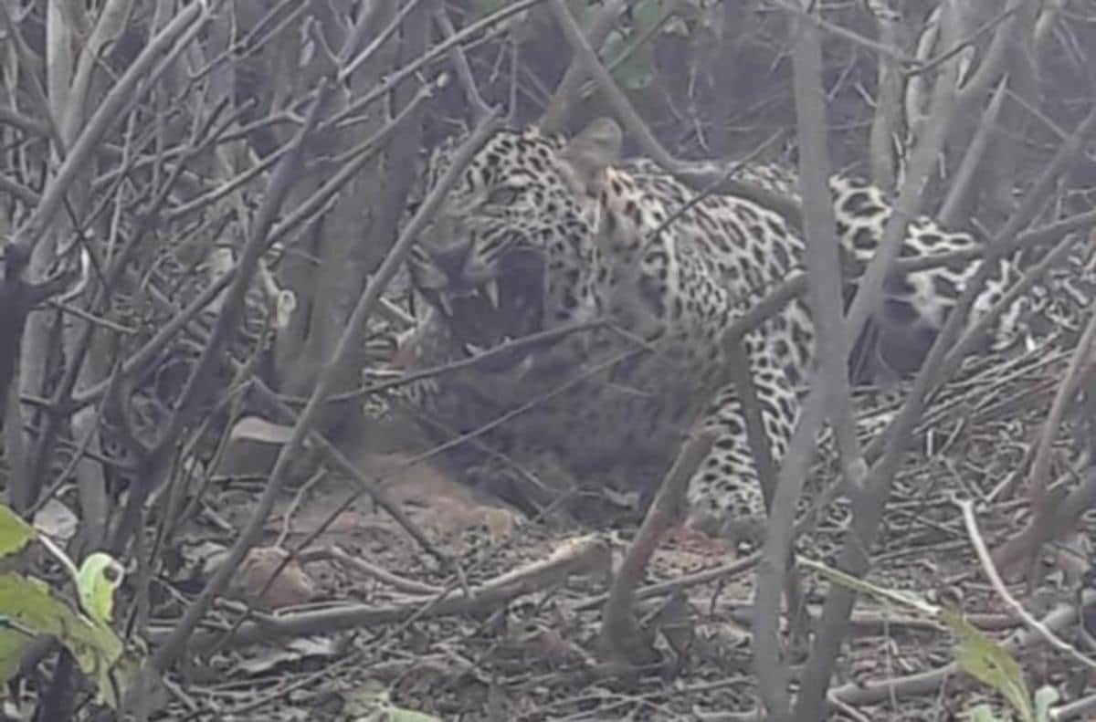 Injured leopard finally caught by forest team in chandauli
