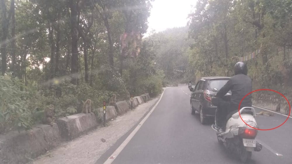 monkey crushed by vehicle group of monkeys attack on public