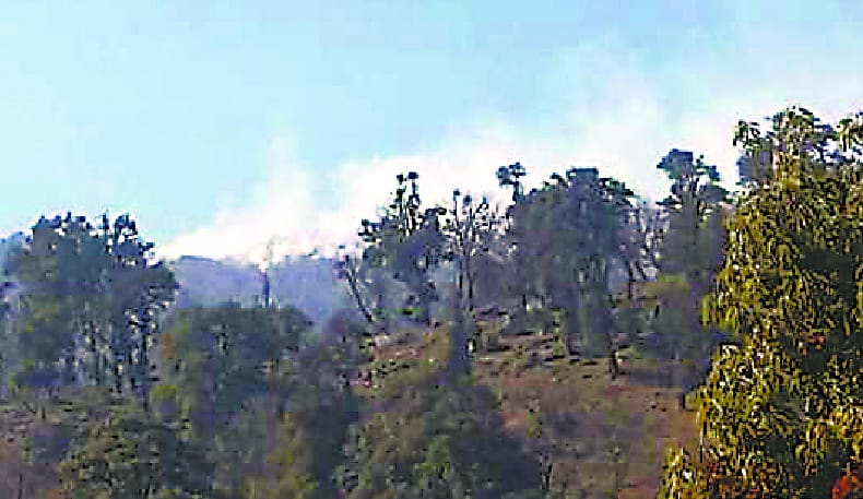 Celebration aside, the forest on the other side