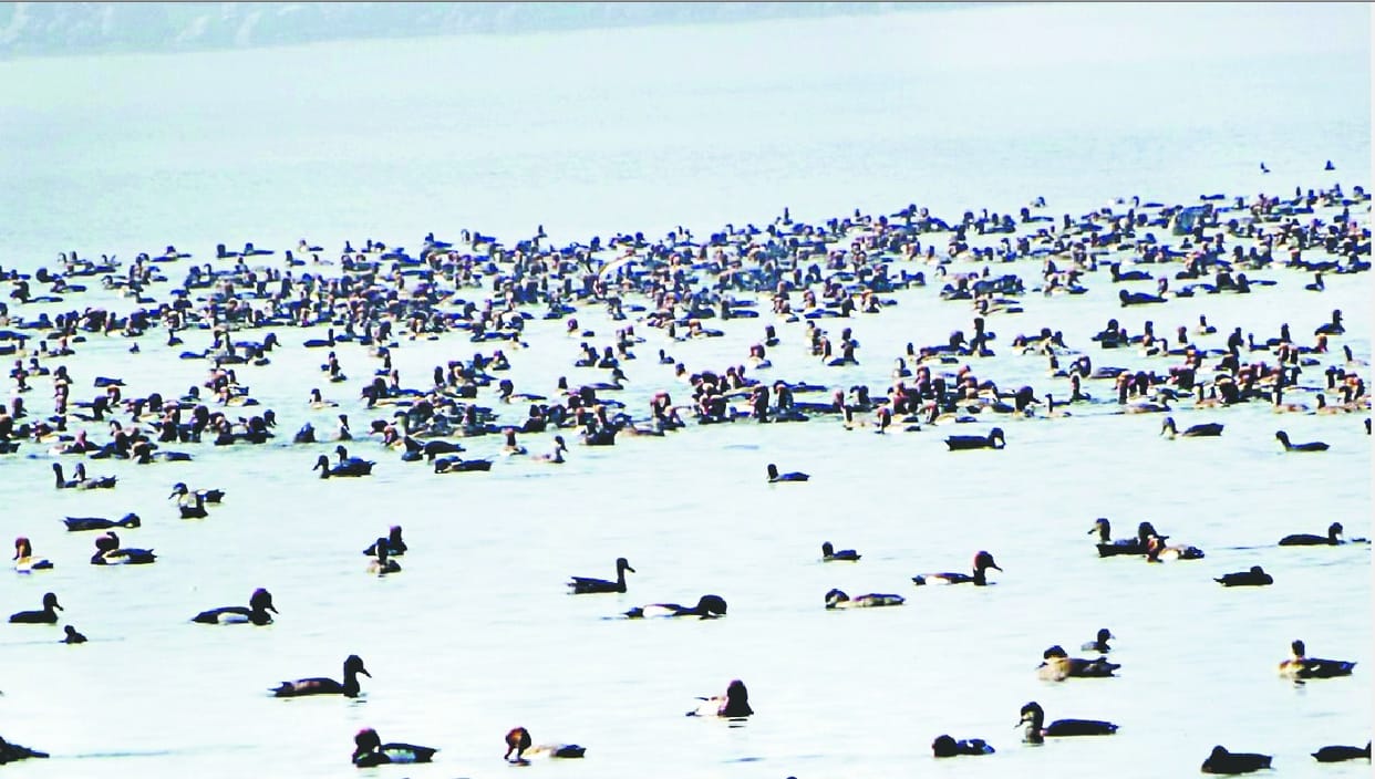 More than 45 species of foreign birds on Haiderpur Wetland