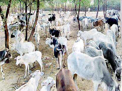 Three more cow sheds are being constructed at a cost of Rs 4.80 crore.