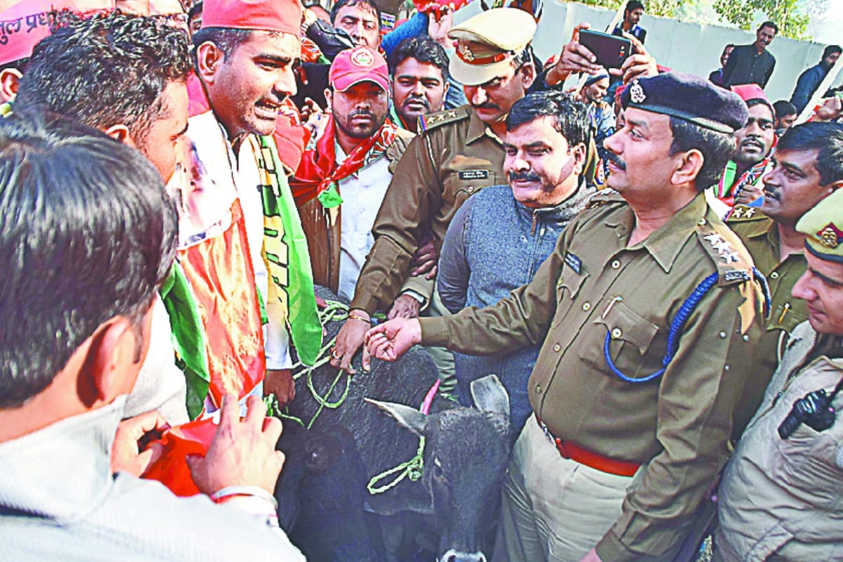 Stray cows making a trouble for up people know what is the truth in meerut