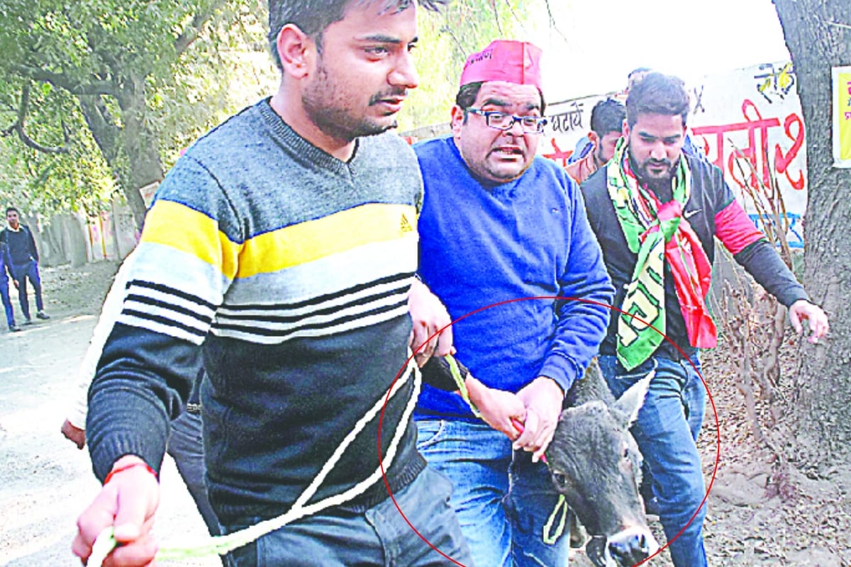 Stray cows making a trouble for up people know what is the truth in meerut