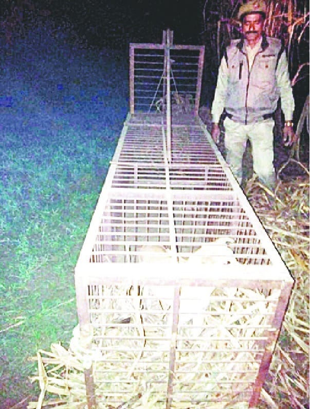 Tiger sighting in Pipalpasha, villagers panic