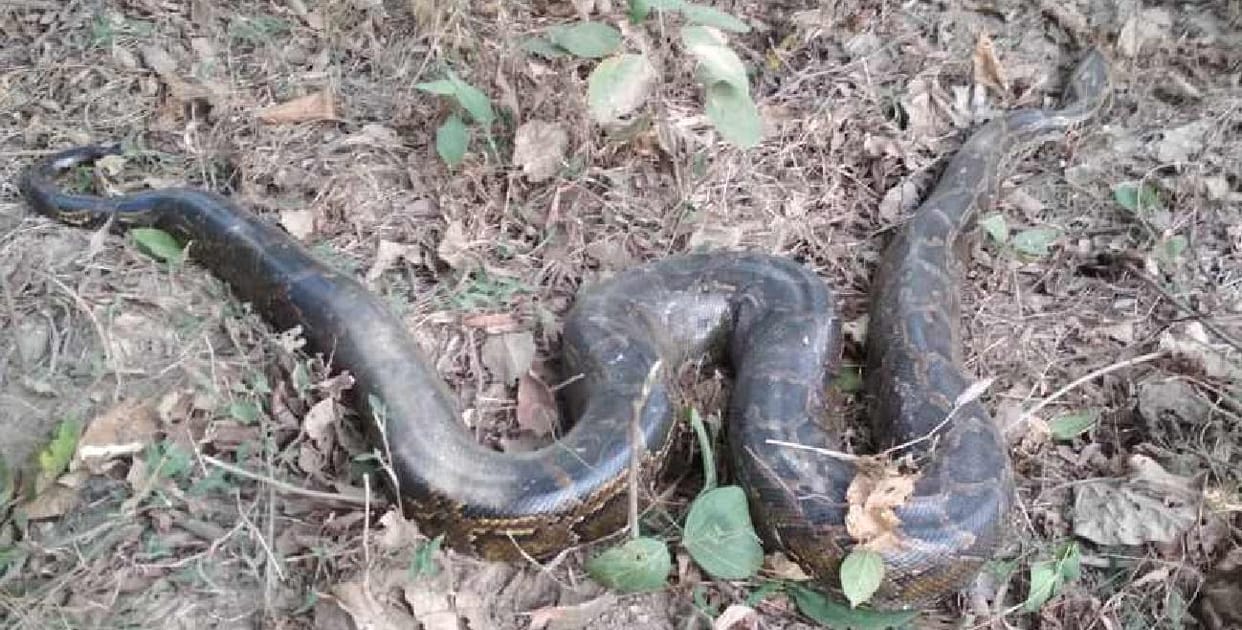 मार्ग पर अजगर देख राहगीरों के उड़े होश