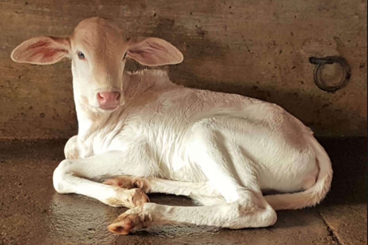 Central Animal Husbandry Department india organising a test types of cows in india knowledge information about cow in hindi
