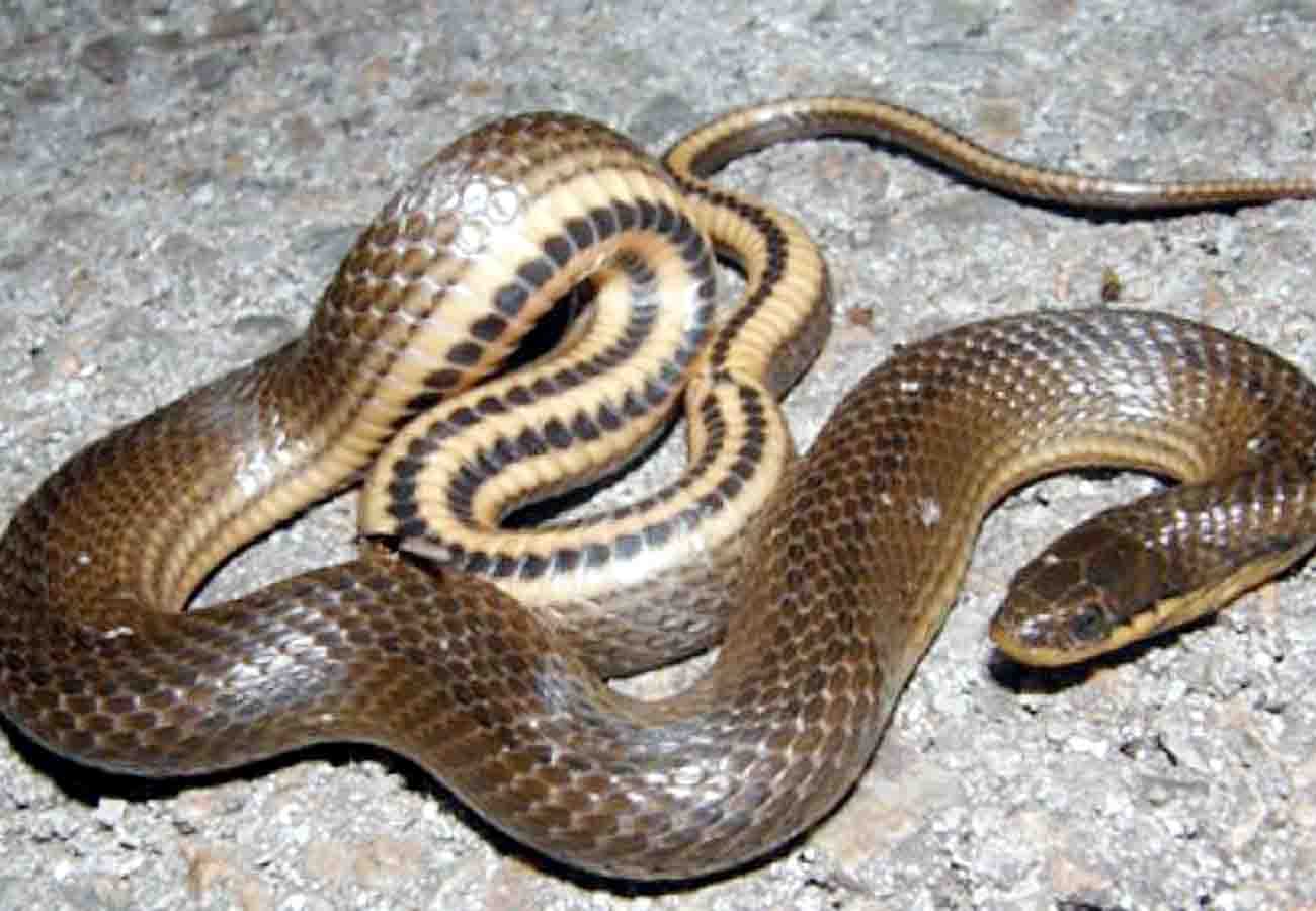 farmer reached to hospital with snake kannauj