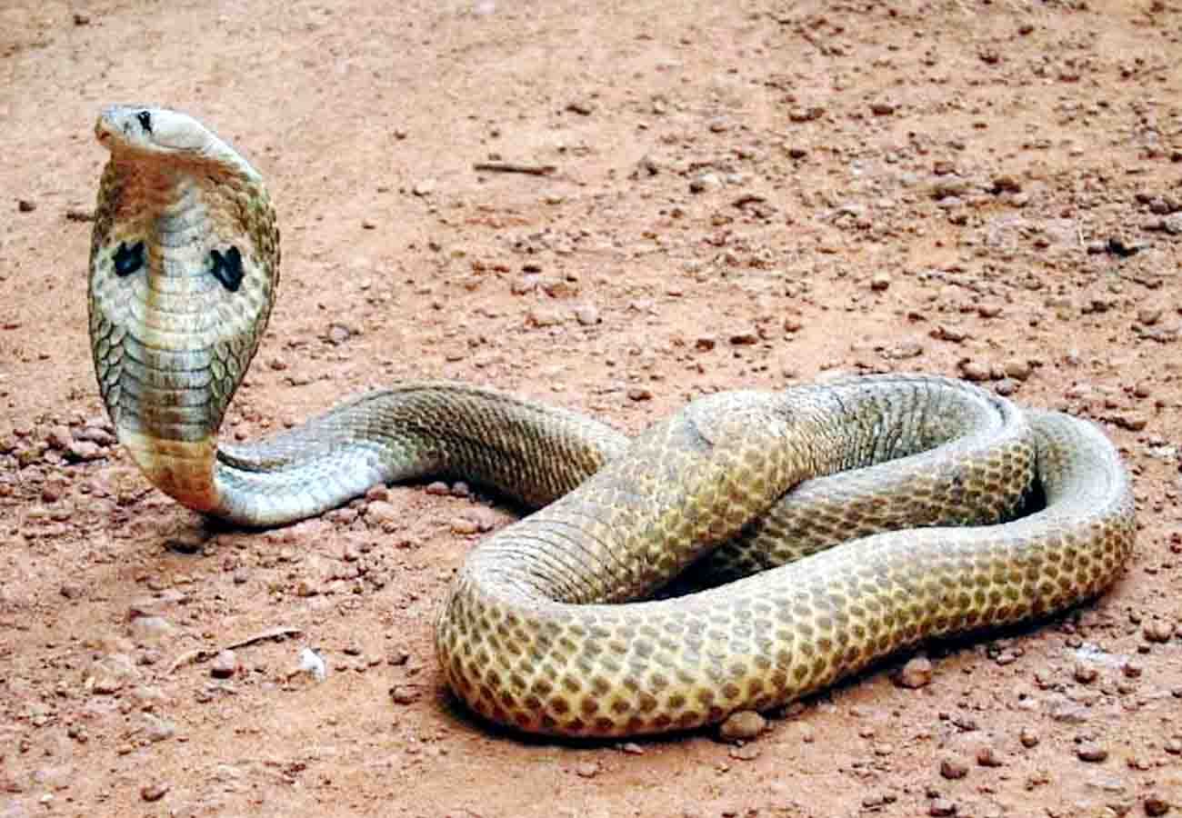 farmer reached to hospital with snake kannauj