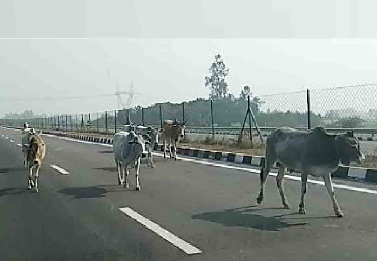Cattle on Agra Lucknow express way