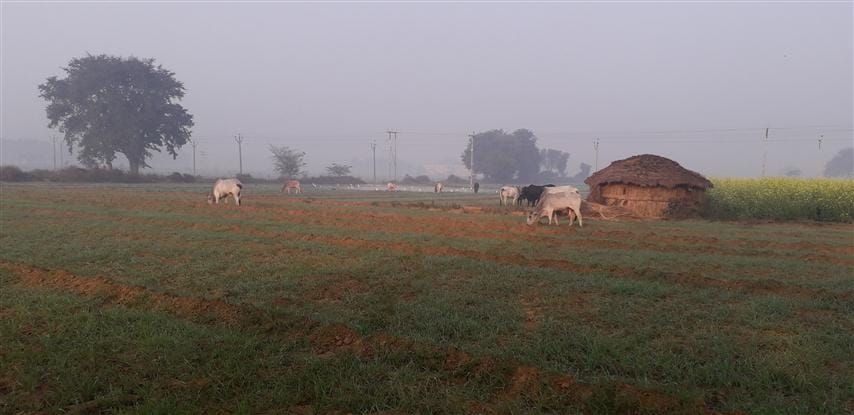 Five cattle on Wednesday in Tappal Goshala
