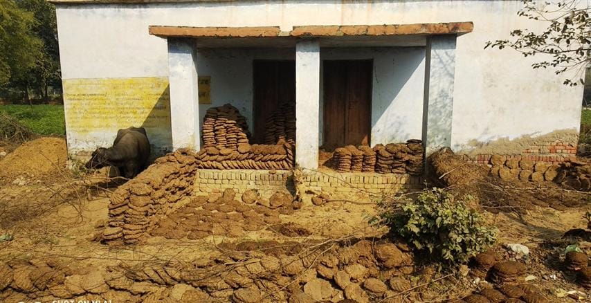 amazing! Kunda, stalled cattle in paths of Puma school