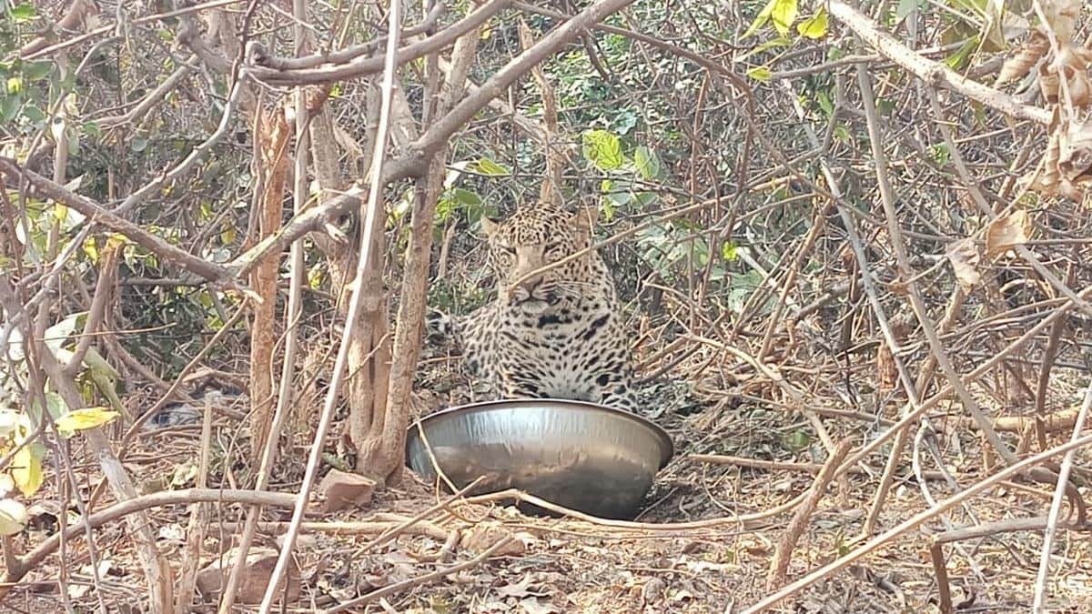 Injured leopard finally caught by forest team in chandauli