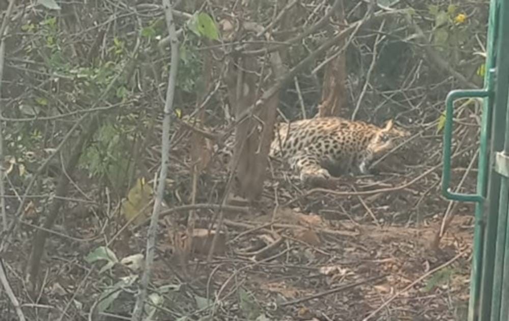 case registered in death of leopard
