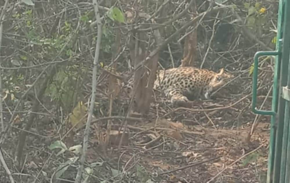 Injured leopard finally caught by forest team in chandauli