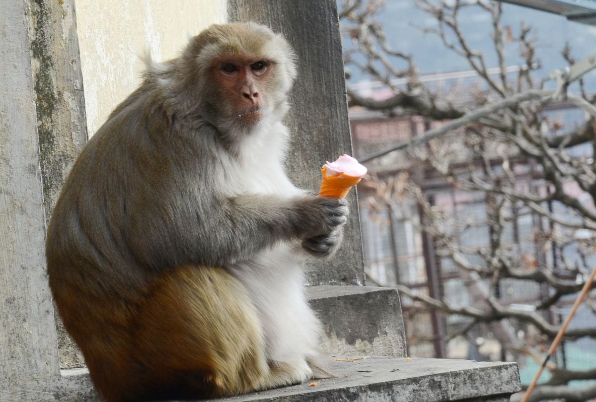 China claims, our Scientists prepared human minded monkeys 