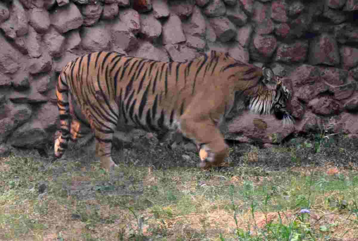 pictures of tigress in zoo