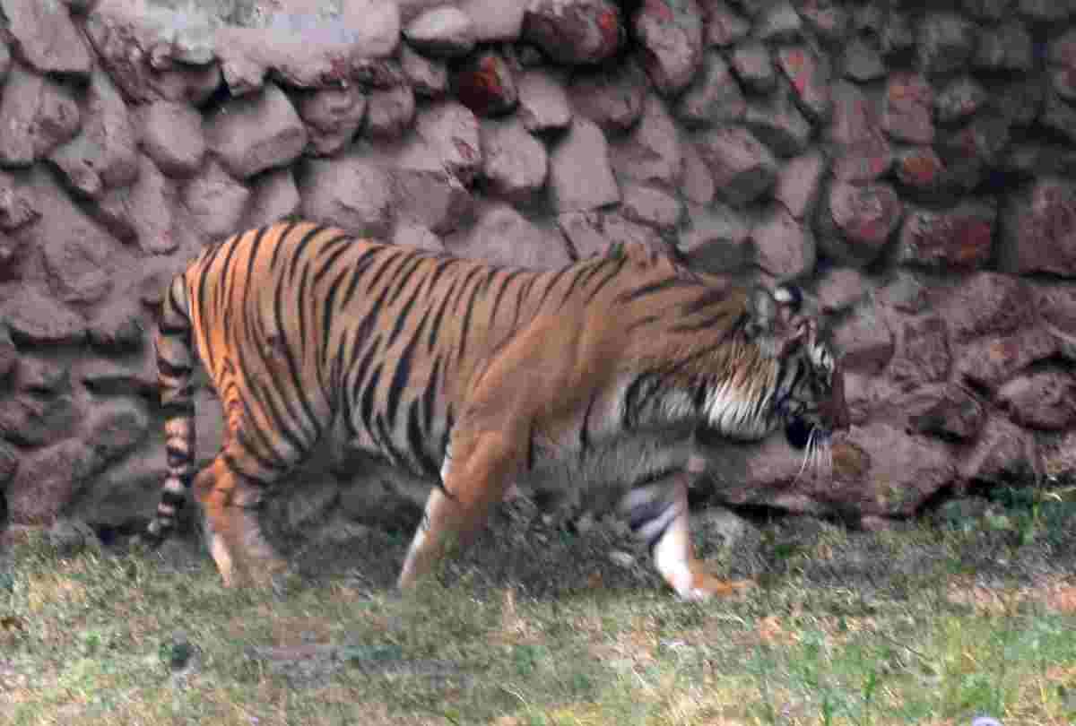 pictures of tigress in zoo