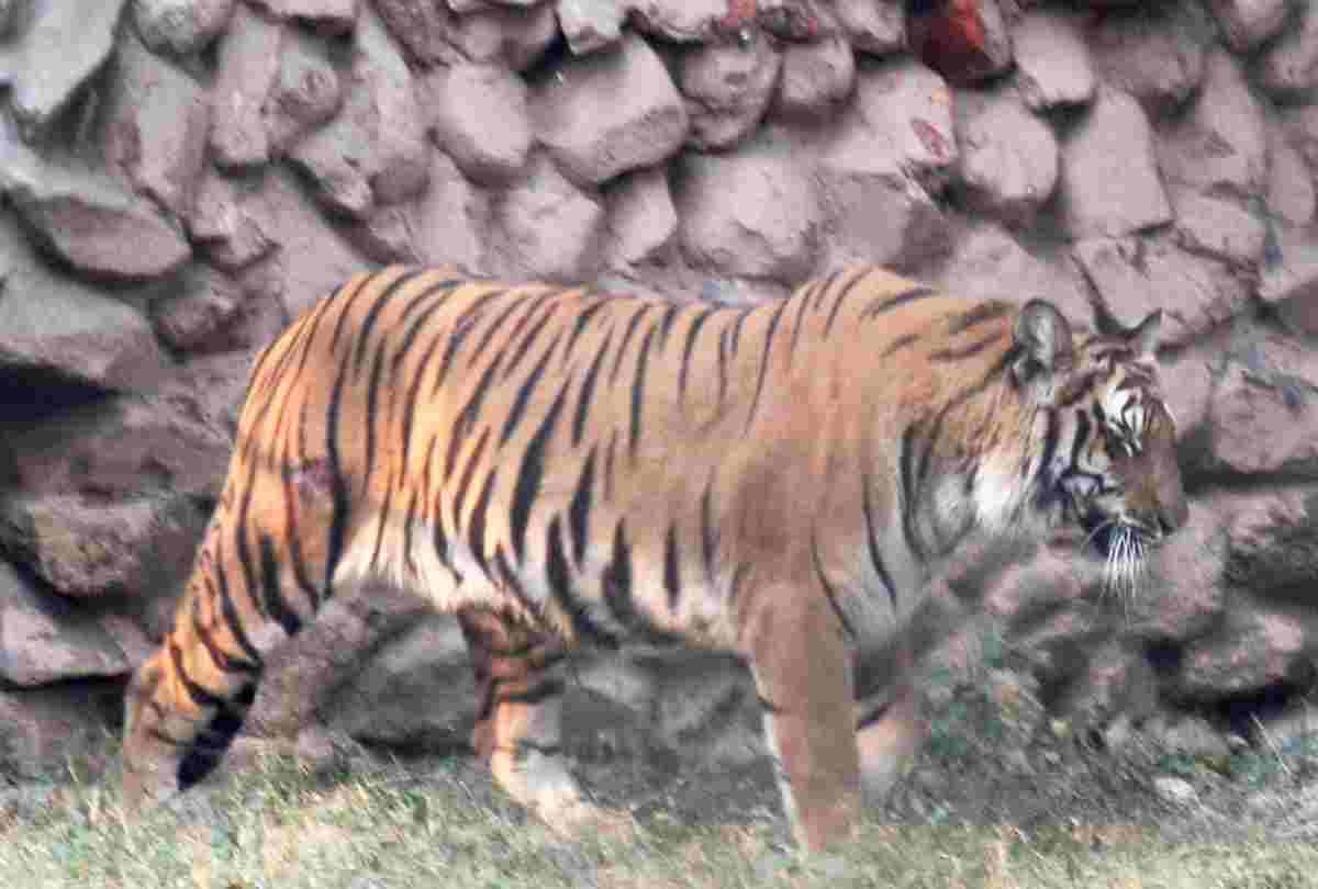 pictures of tigress in zoo