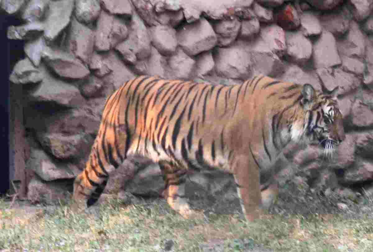 pictures of tigress in zoo