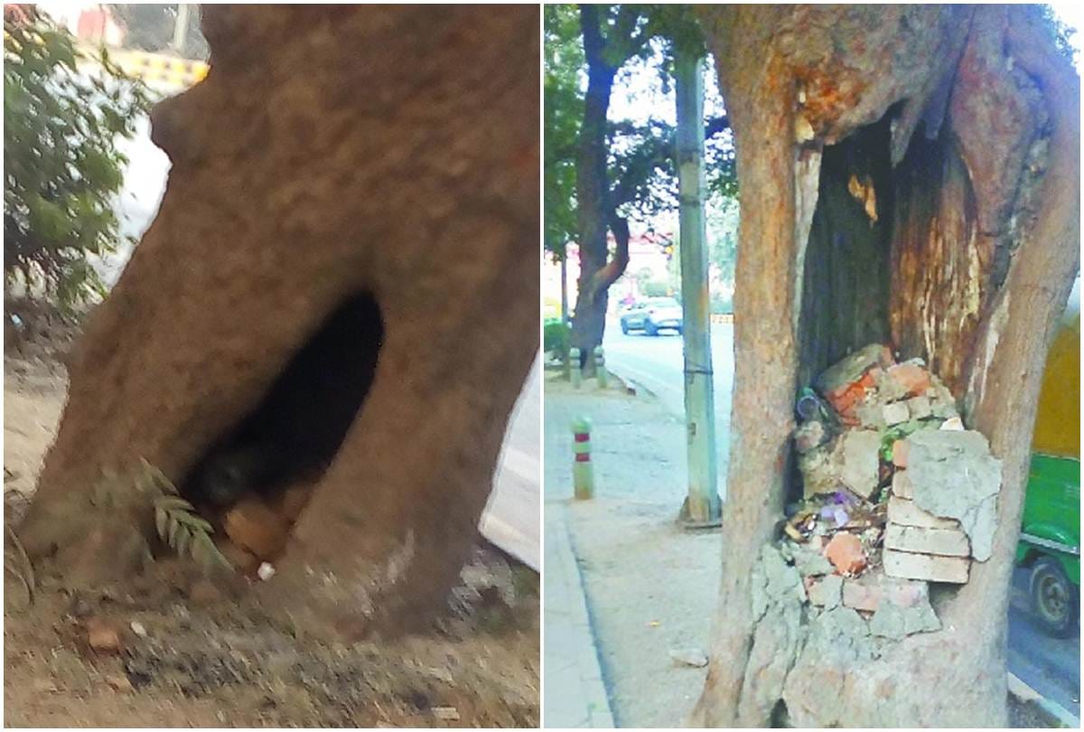 surgery to Weak trees for keep healthy in delhi