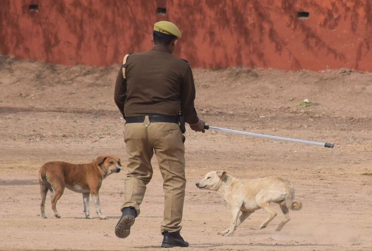 72 thousand dogs had to be sterilized in the last four years in lucknow