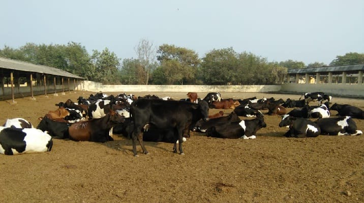 Cows of frozwal breed found for cattle