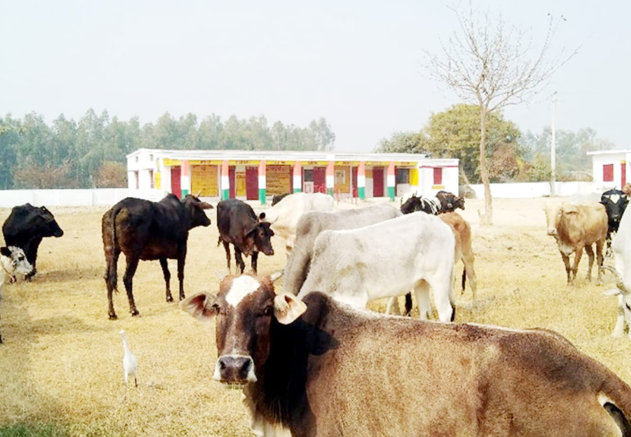 farmers closed cattle in school after crop destroyed