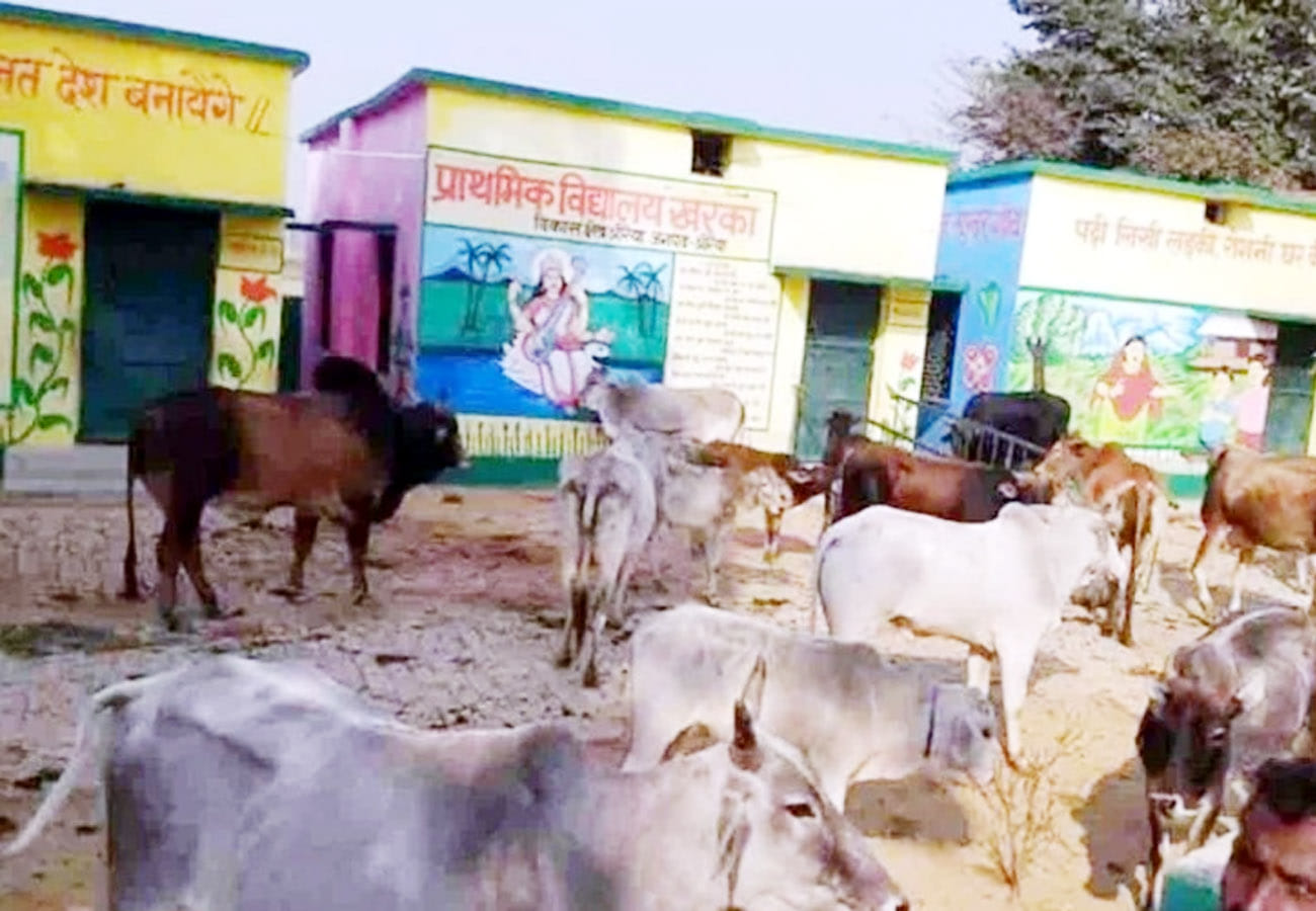 farmers closed cattle in school after crop destroyed