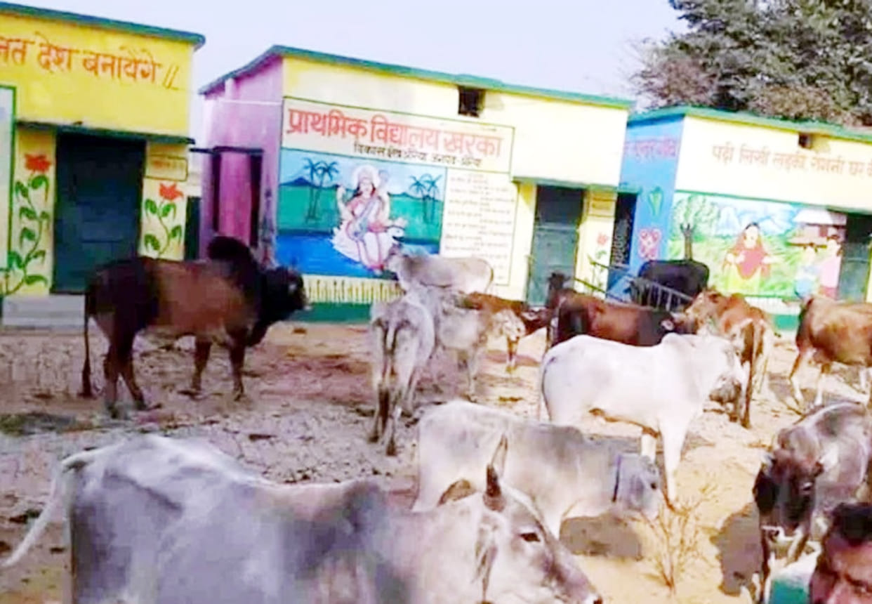 News related to cattle care in kanpur