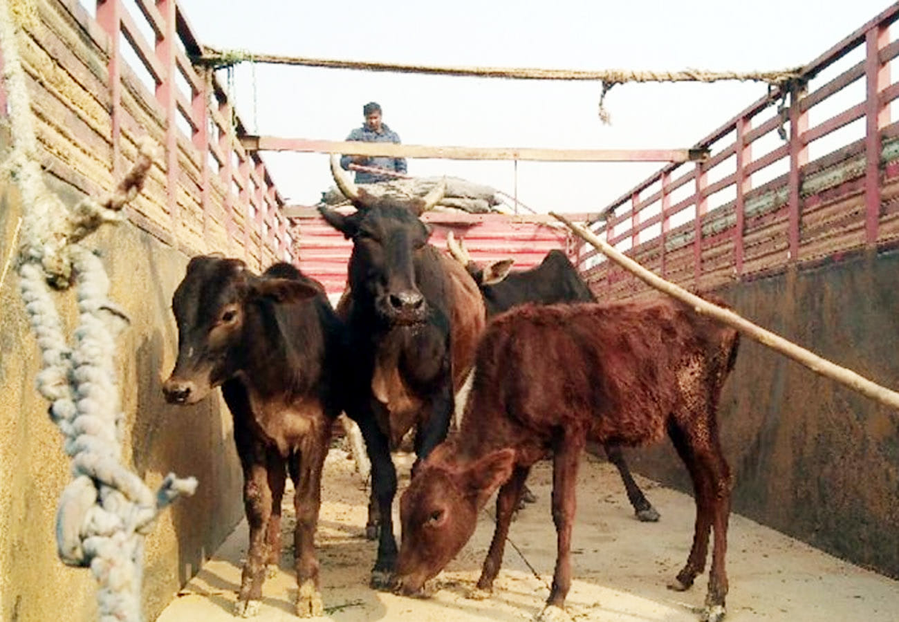 News related to cattle care in kanpur