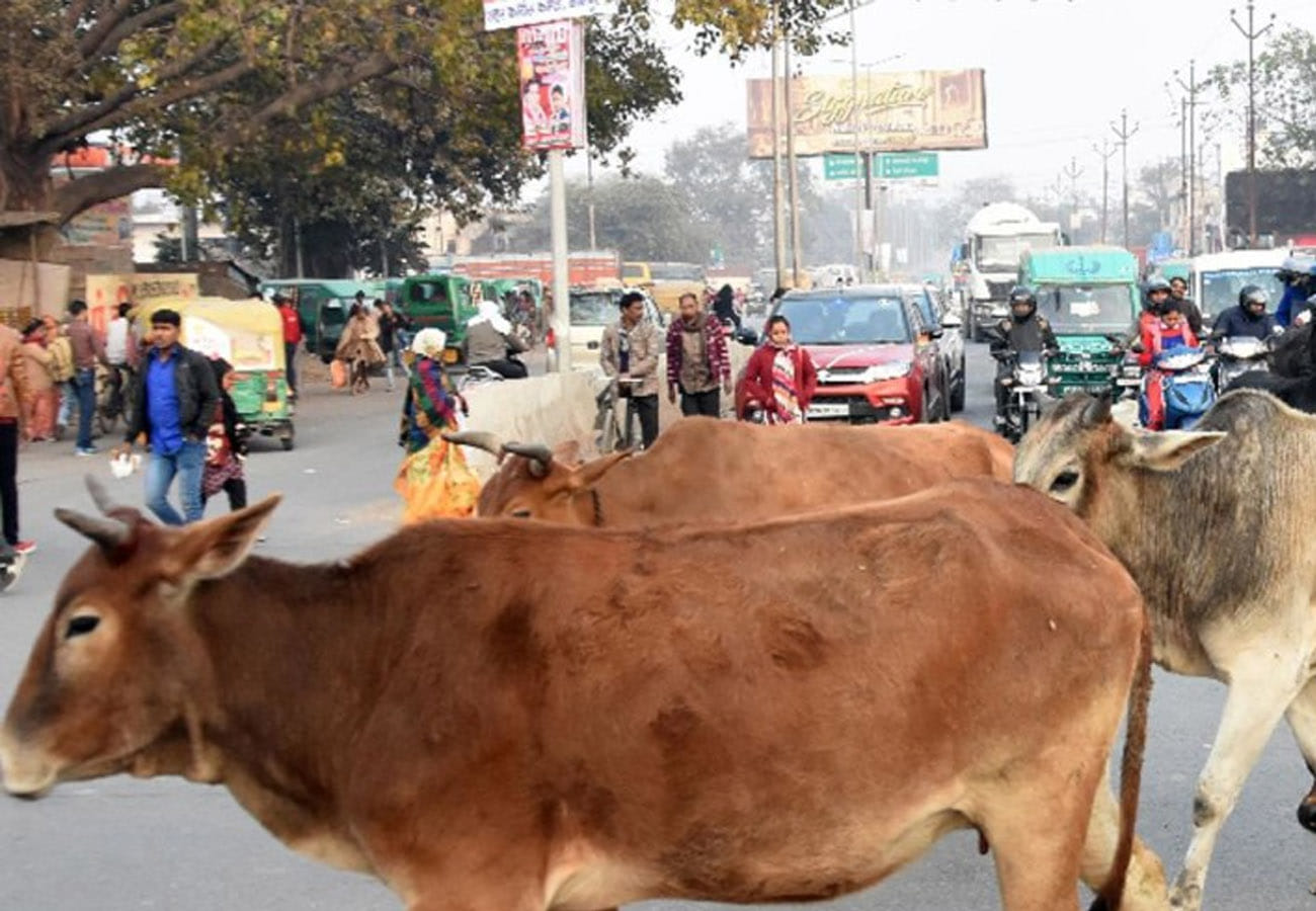 News related to cattle care in kanpur