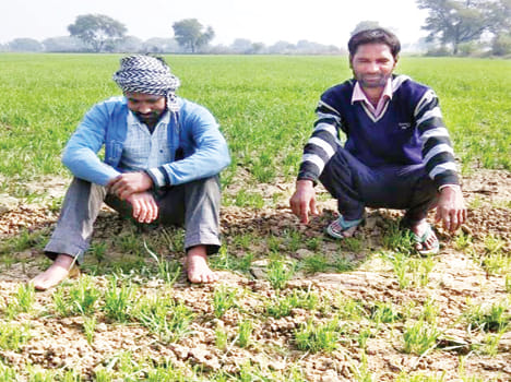 Cattle waste of crops, farmers upset