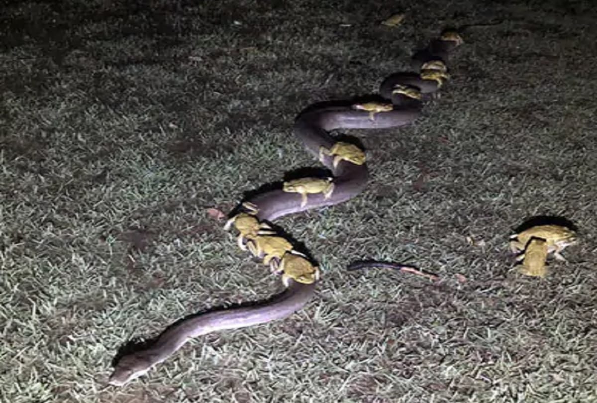 frogs ride on the back of pythons in Australia Video goes viral  