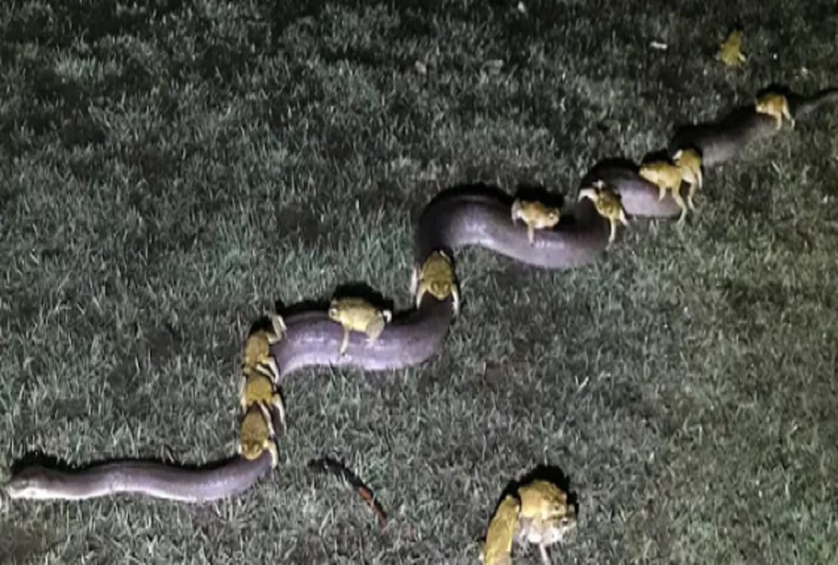 frogs ride on the back of pythons in Australia Video goes viral  
