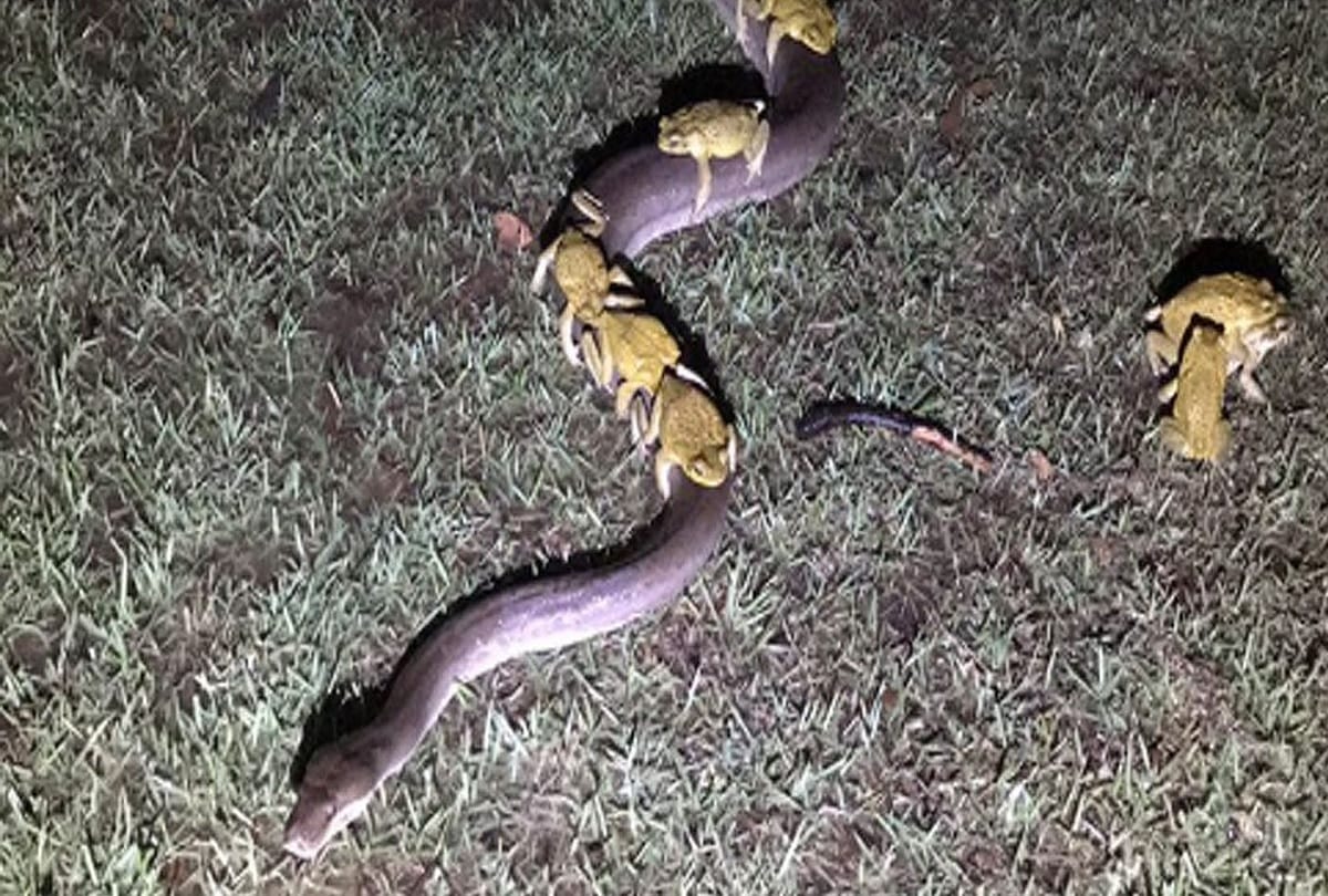 frogs ride on the back of pythons in Australia Video goes viral  