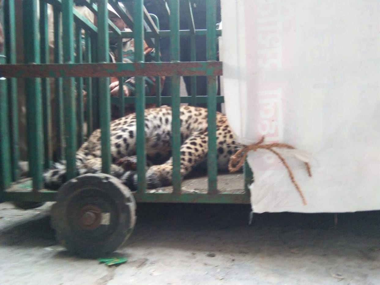 Leopard caught in Indore IIT campus, imprisoned in cage