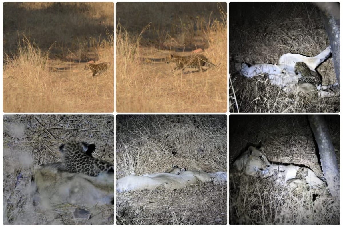 A lioness adopt a leopard cub in Gir jungle, Ahmadabad, Gujrat