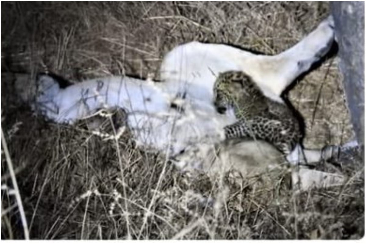 A lioness adopt a leopard cub in Gir jungle, Ahmadabad, Gujrat