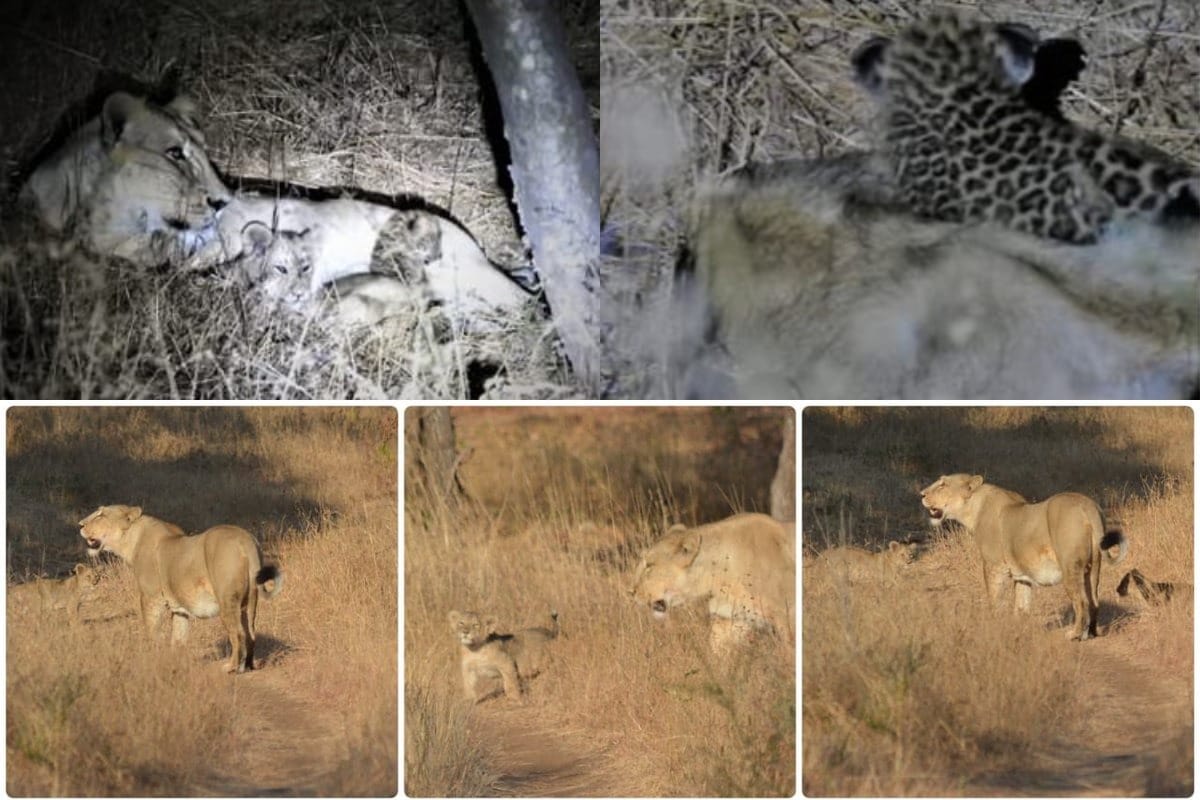 A lioness adopt a leopard cub in Gir jungle, Ahmadabad, Gujrat