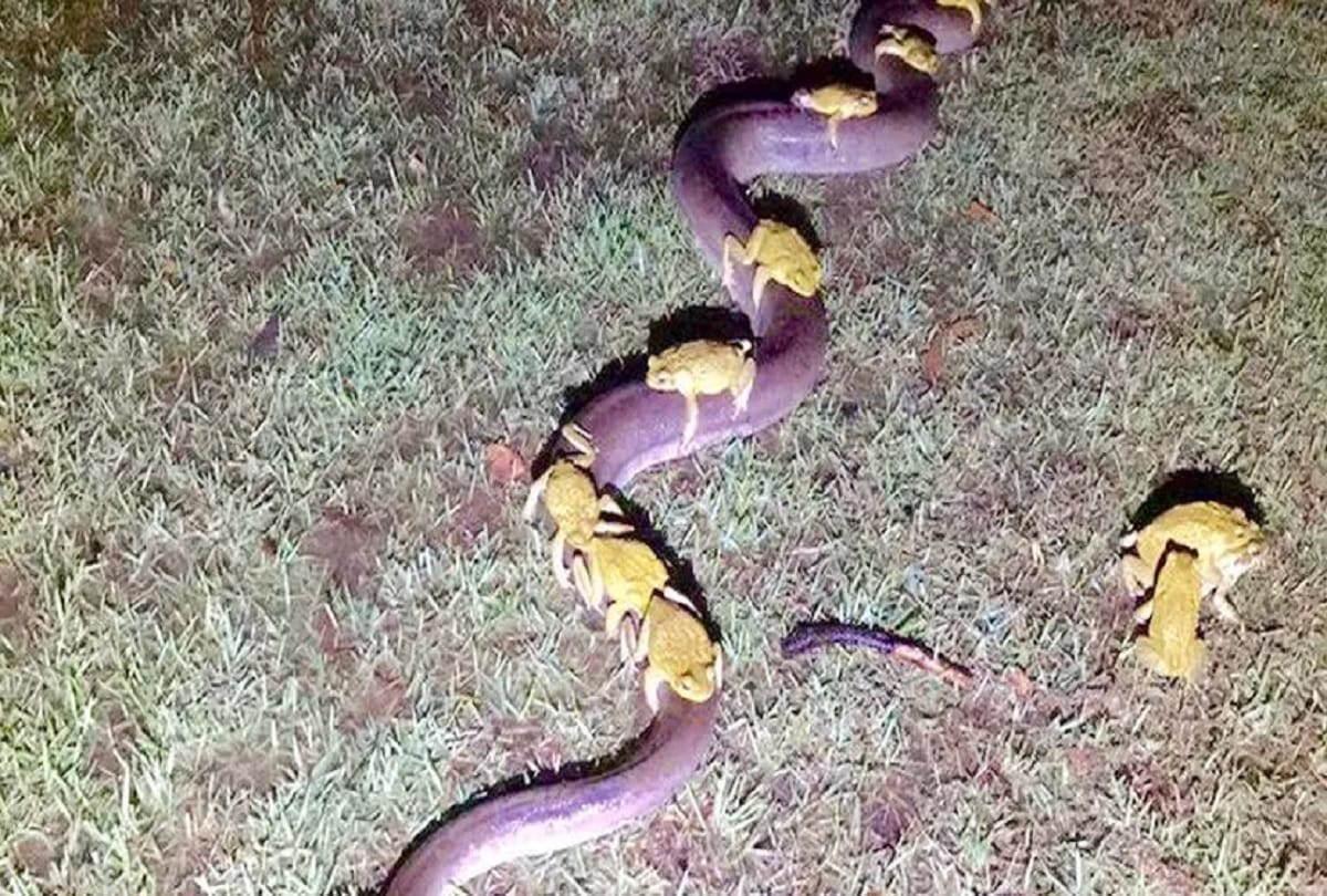 frogs ride on the back of pythons in Australia Video goes viral  