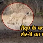 इंडिया न्यूज