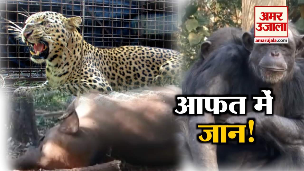 एनिमल न्यूज