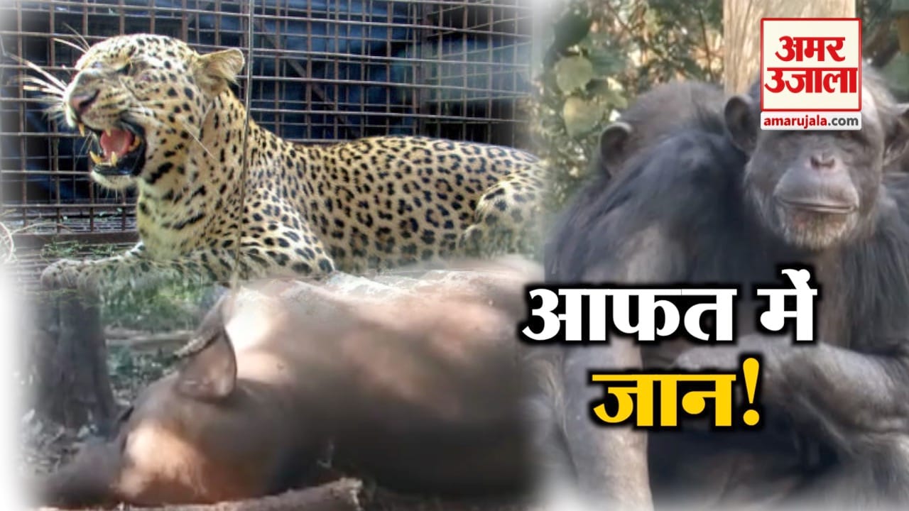 एनिमल न्यूज