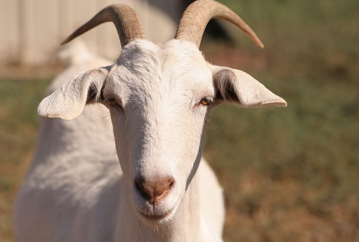 young man accused raping a goat in Malawi