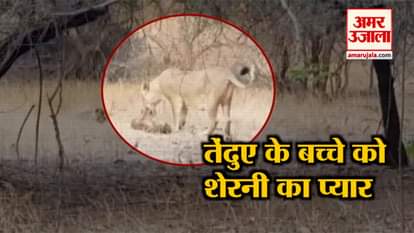 Mother lioness rearing leopard cub with her own in Gujarat’s Gir Forest