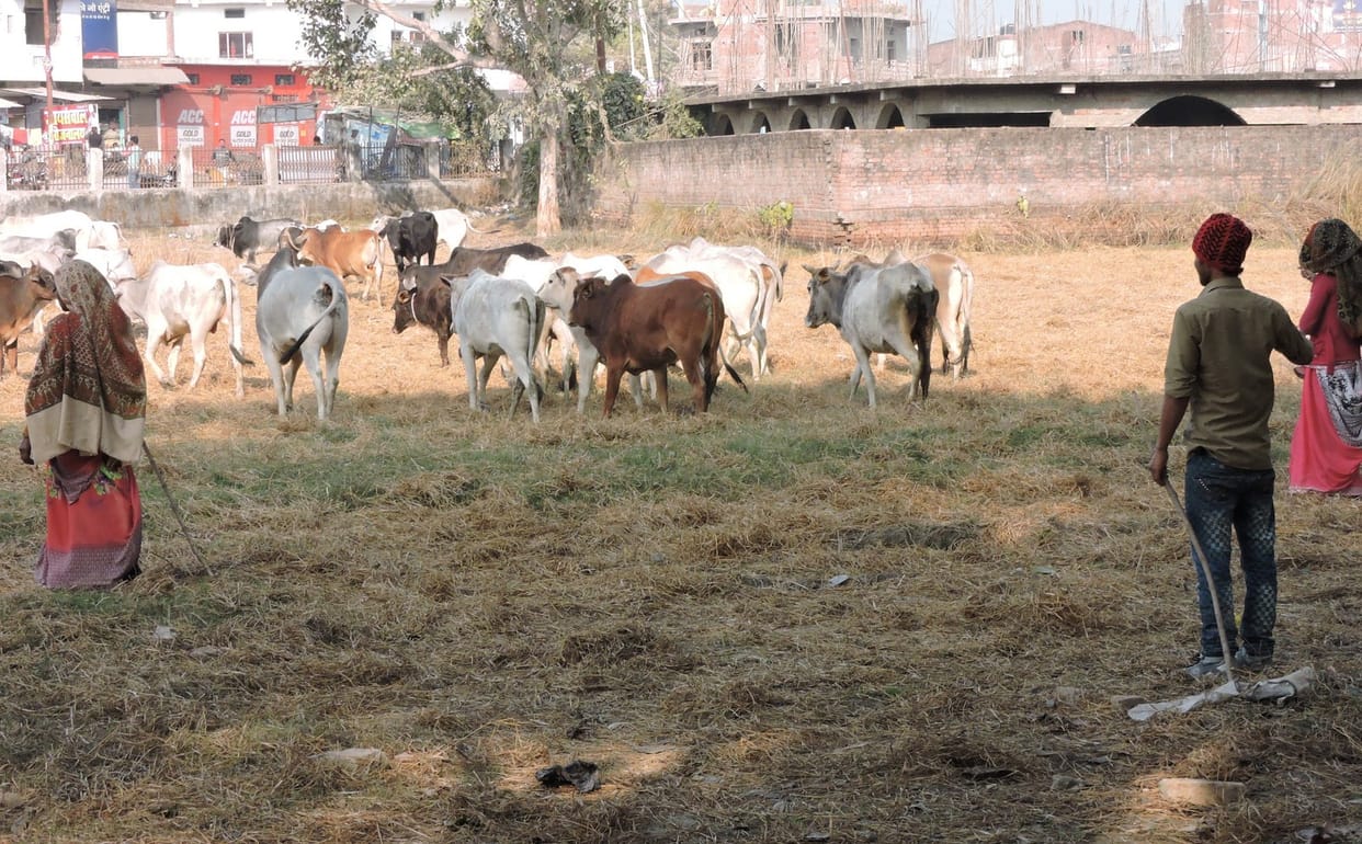 ब्लॉक मुख्यालय पर अब बनेगी गोशाला