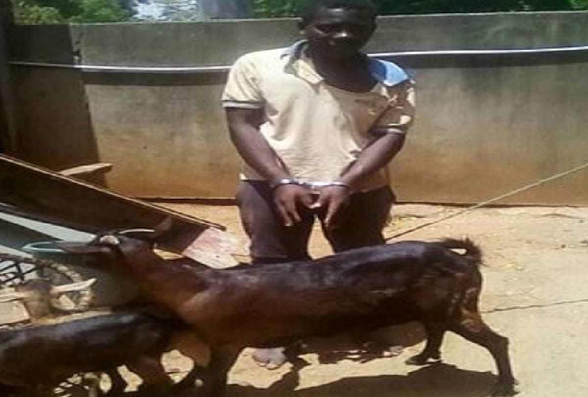 young man accused raping a goat in Malawi