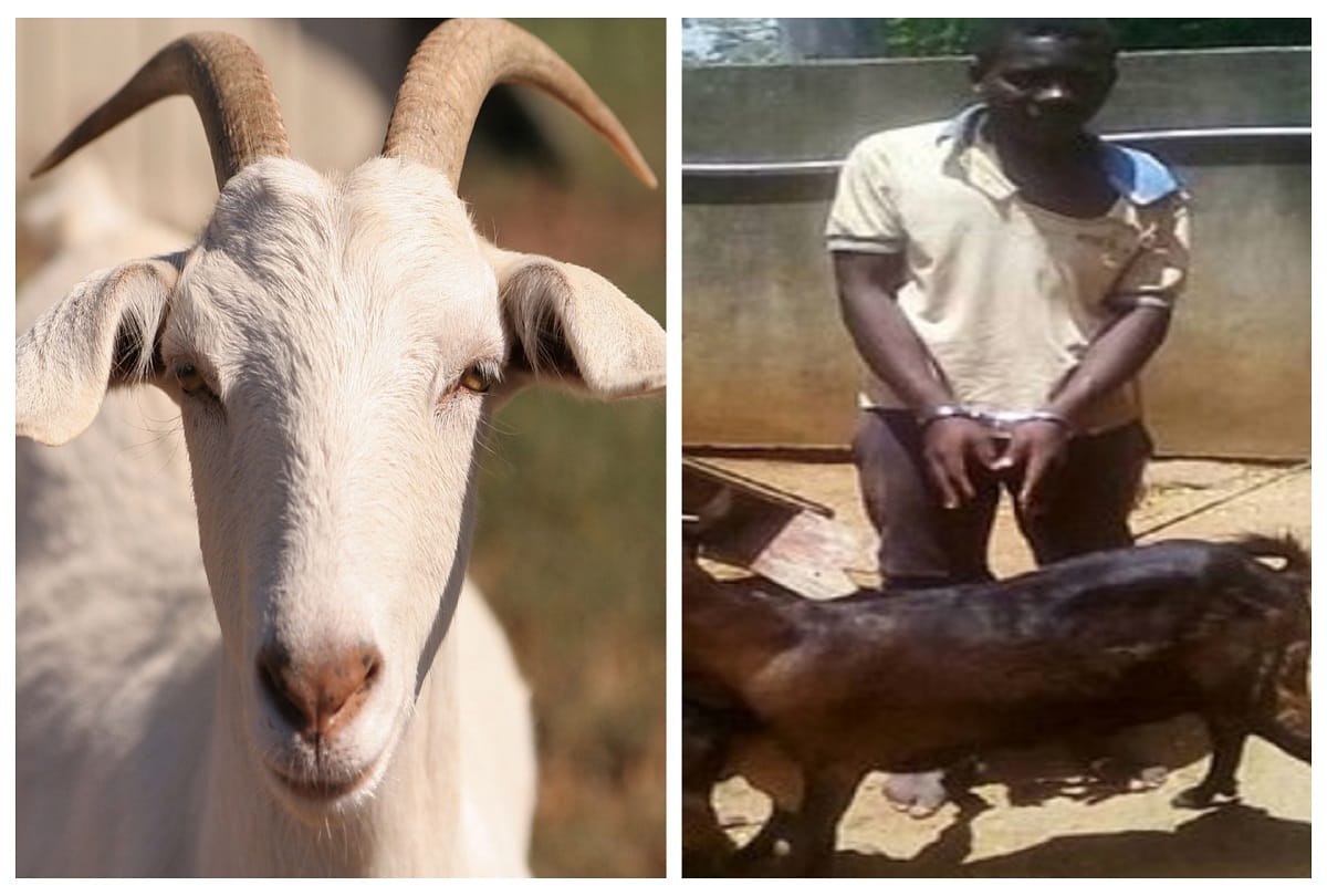 young man accused raping a goat in Malawi
