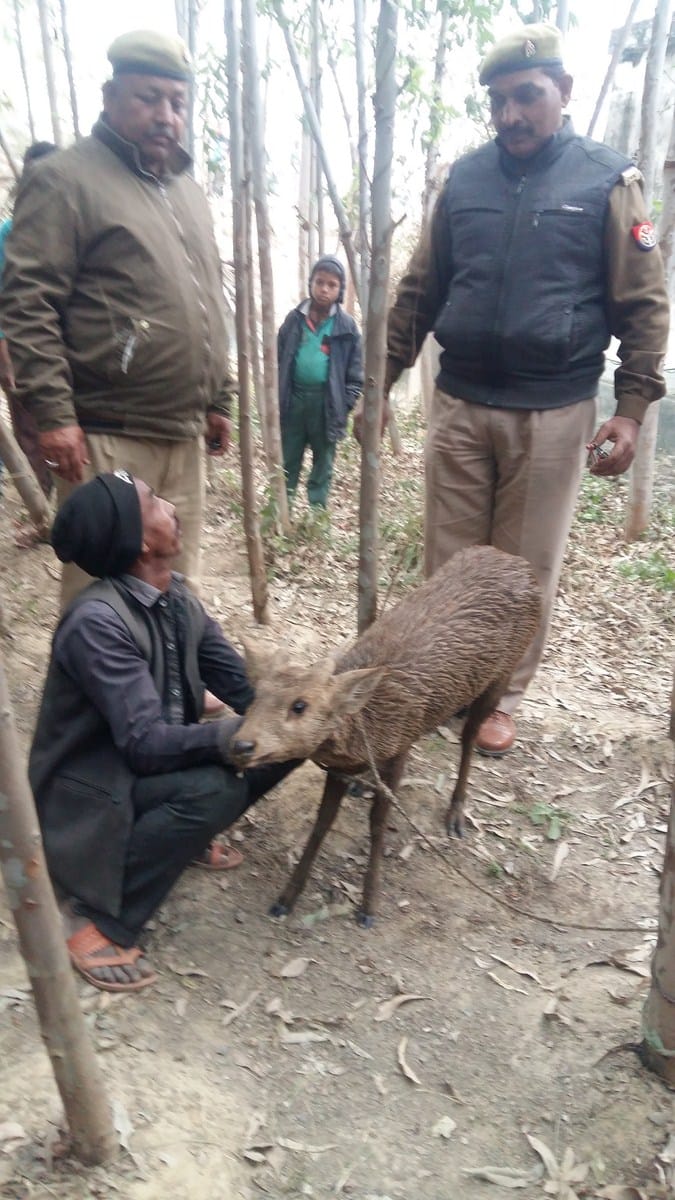 dear reached village