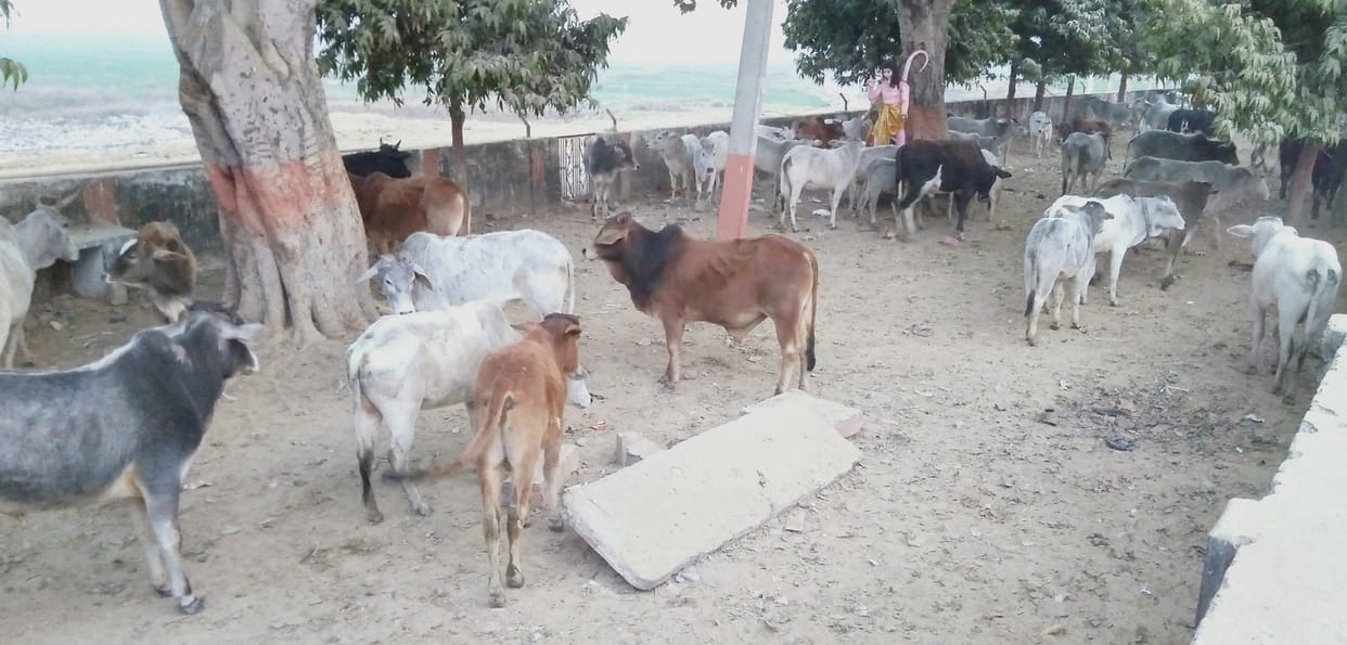 36 घंटे से पशु पार्क में बंद, न चारा दिया न पानी